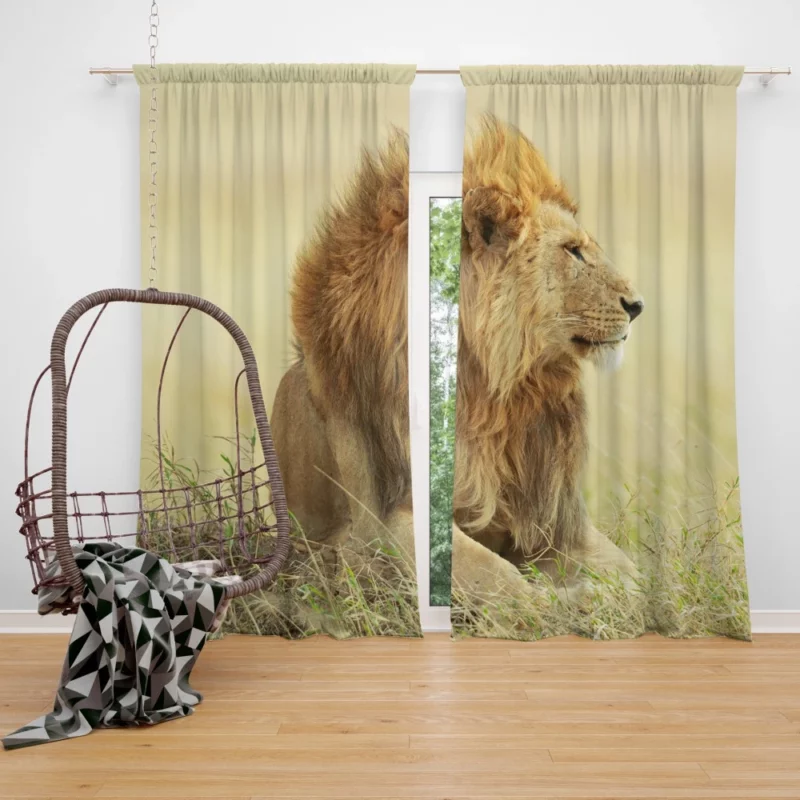 Regal Stance Lion Majesty Curtain