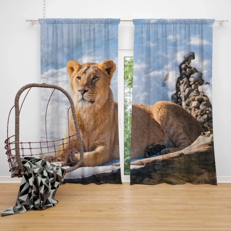 Relaxing Lioness Amidst Snow Curtain