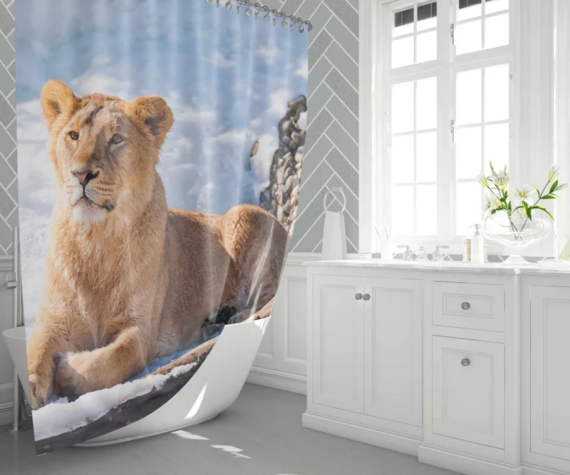 Relaxing Lioness Amidst Snow Shower Curtain 1