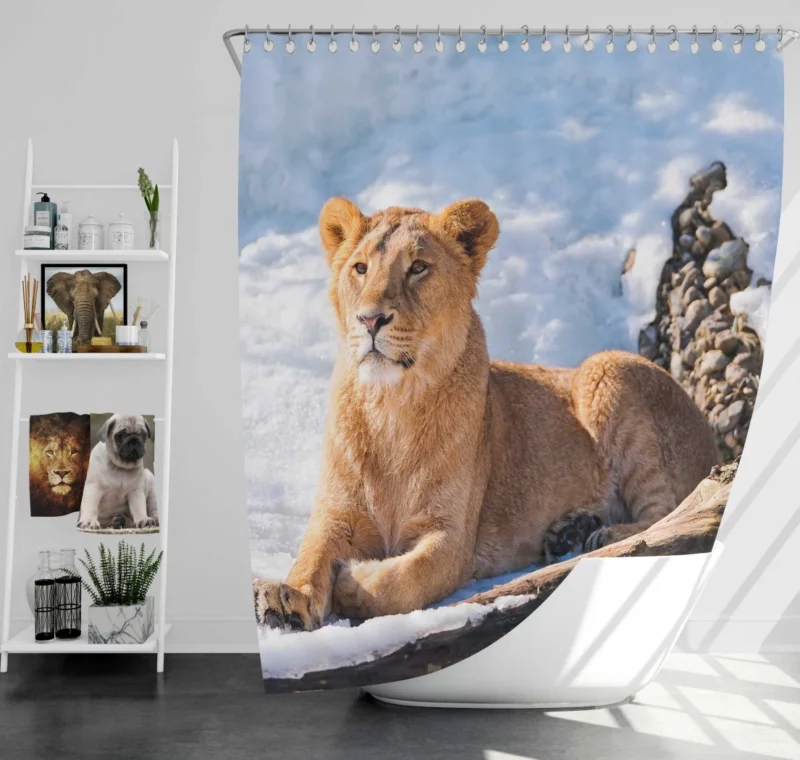 Relaxing Lioness Amidst Snow Shower Curtain