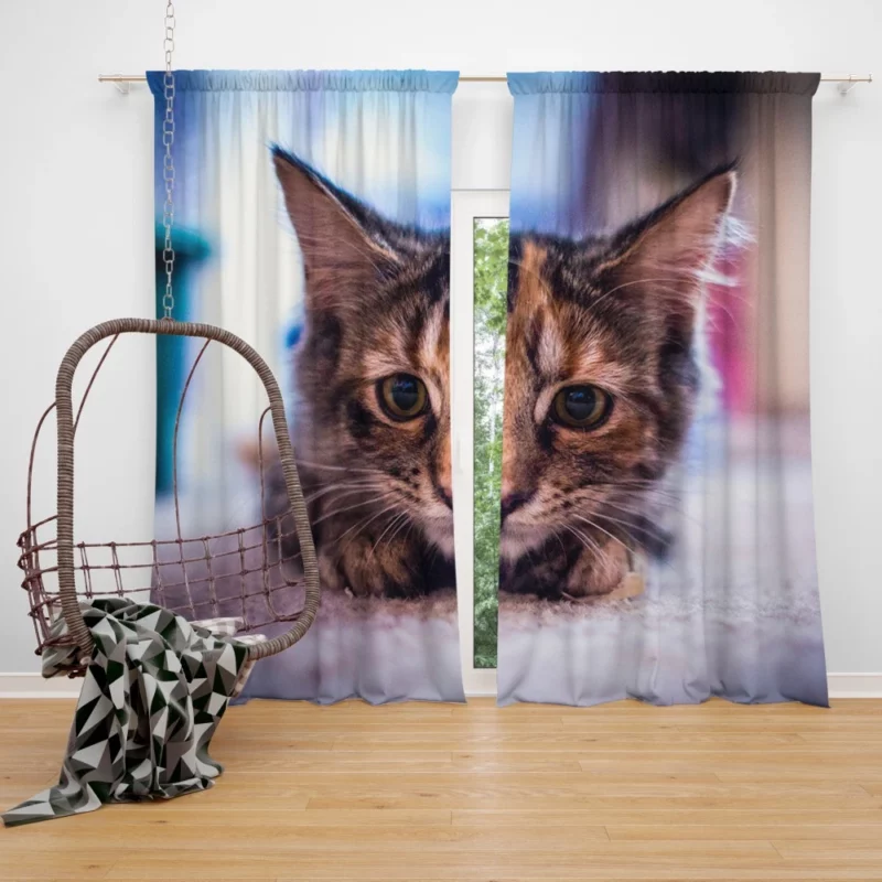 Restful Kitten Feline Serenity Curtain