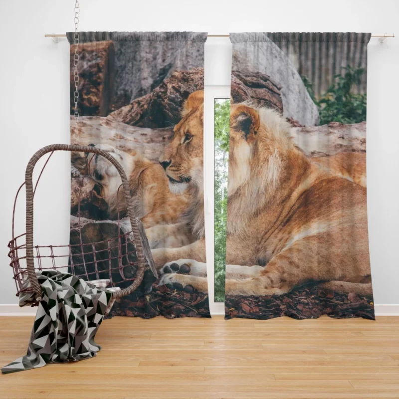 Resting Lion Regal Beauty Majestic Aura Curtain