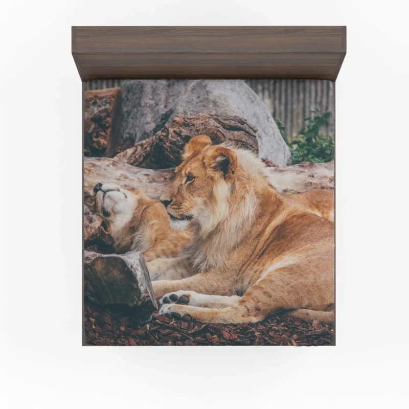 Resting Lion Regal Beauty Majestic Aura Fitted Sheet 1