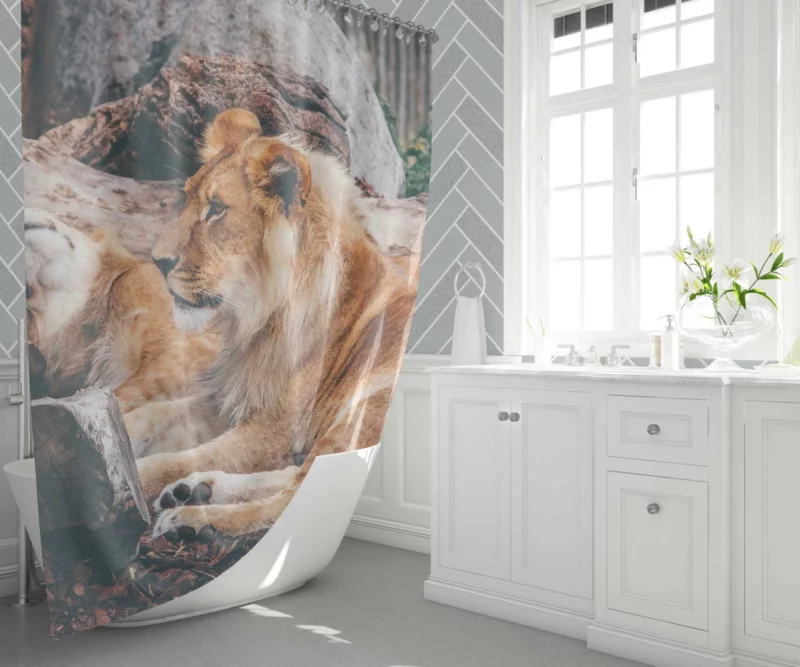 Resting Lion Regal Beauty Majestic Aura Shower Curtain 1