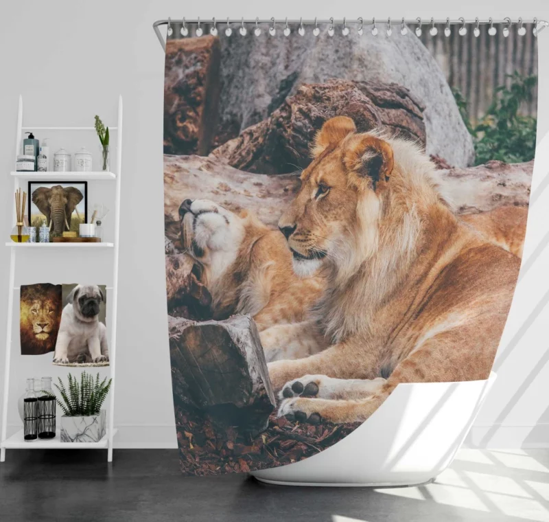 Resting Lion Regal Beauty Majestic Aura Shower Curtain