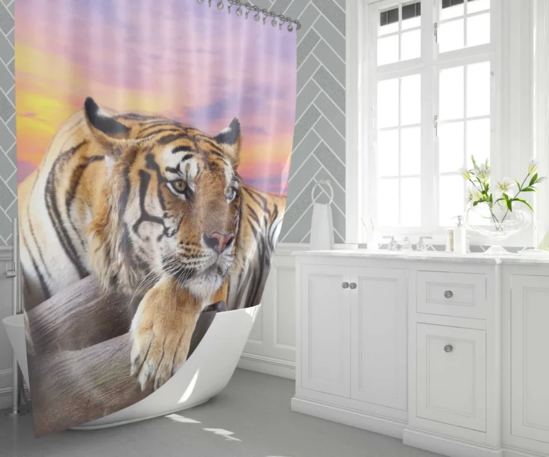 Resting Tiger at Sunset Majestic Grace Shower Curtain 1