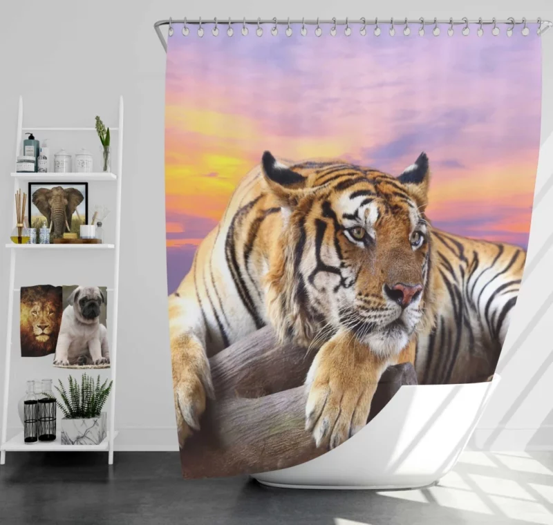 Resting Tiger at Sunset Majestic Grace Shower Curtain