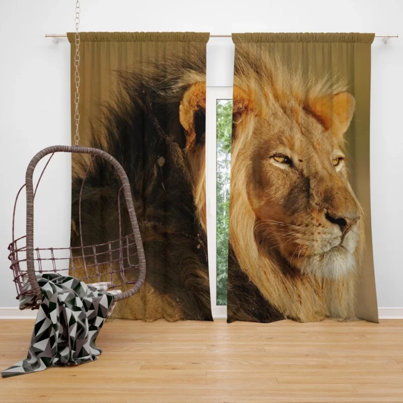 Roaring Lion Fierce Curtain