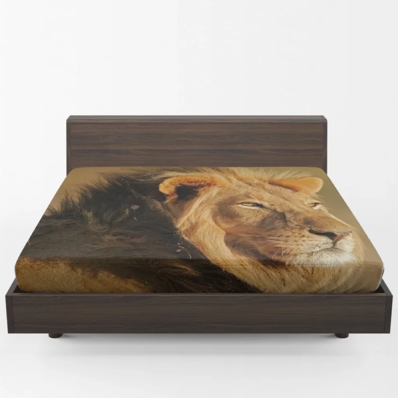 Roaring Lion Fierce Fitted Sheet