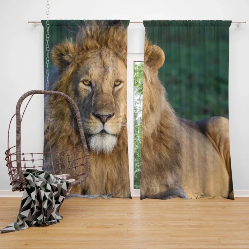 Roaring Lion Majesty Curtain