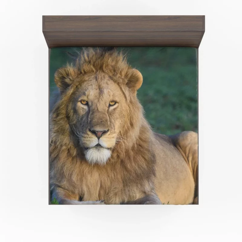 Roaring Lion Majesty Fitted Sheet 1