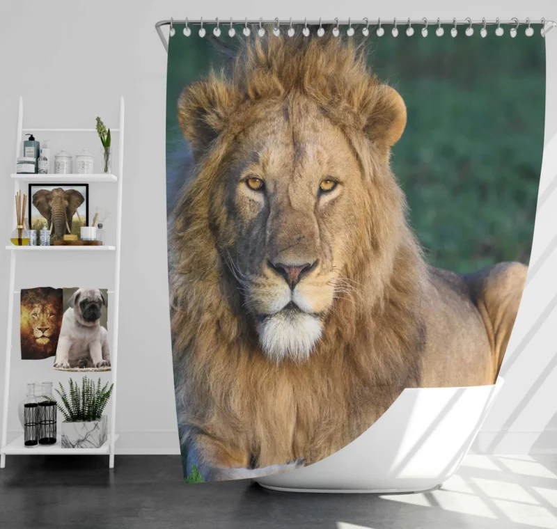 Roaring Lion Majesty Shower Curtain