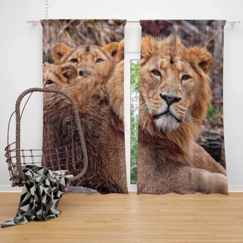 Roaring Majesty Lion Dominant Roar Curtain