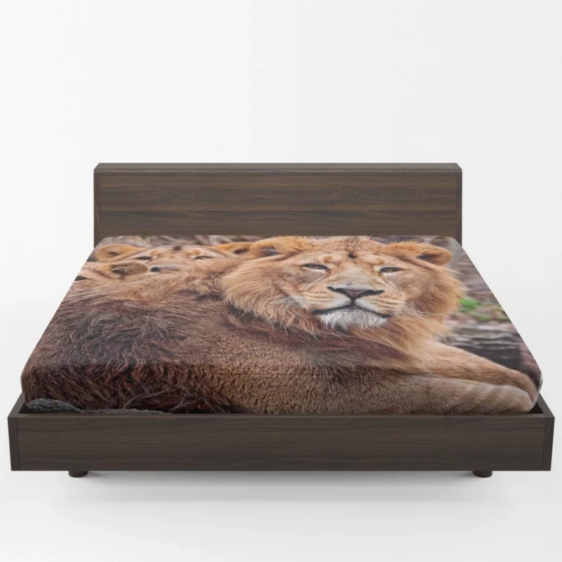 Roaring Majesty Lion Dominant Roar Fitted Sheet