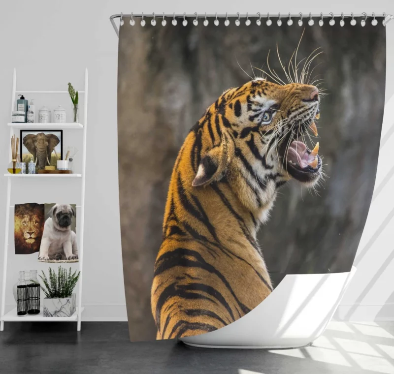 Roaring Tiger A Symphony of Strength Shower Curtain