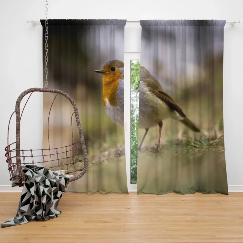 Robin Joyful Song Melodic Avian Curtain