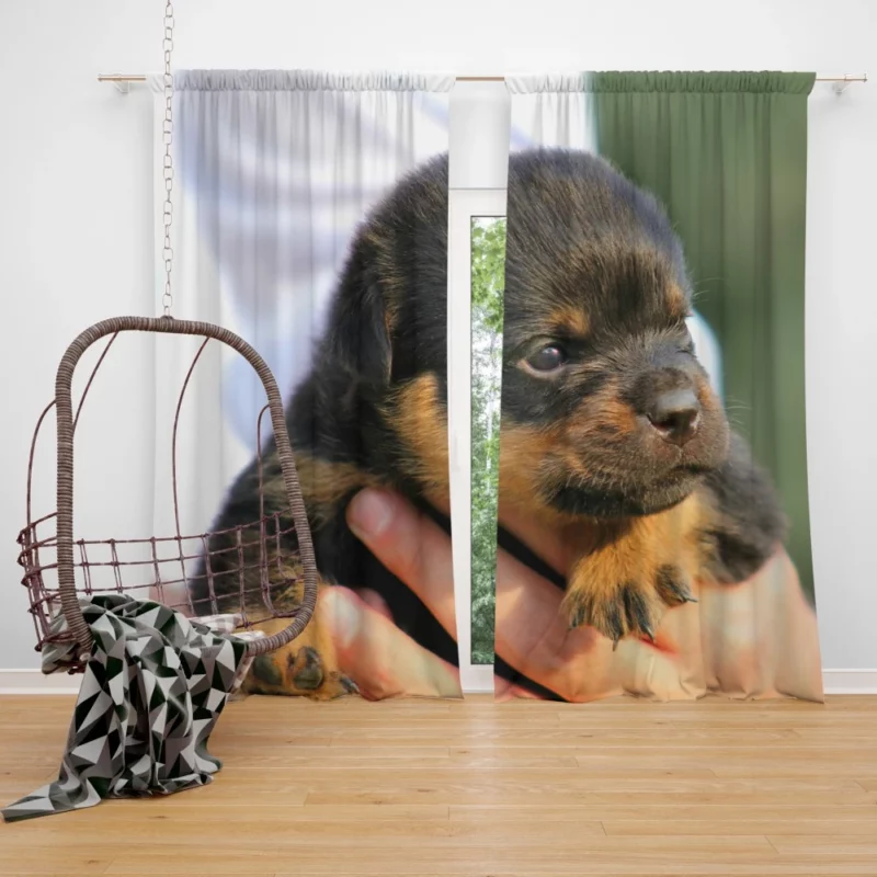 Rottweiler Puppy Canine Charmer Curtain