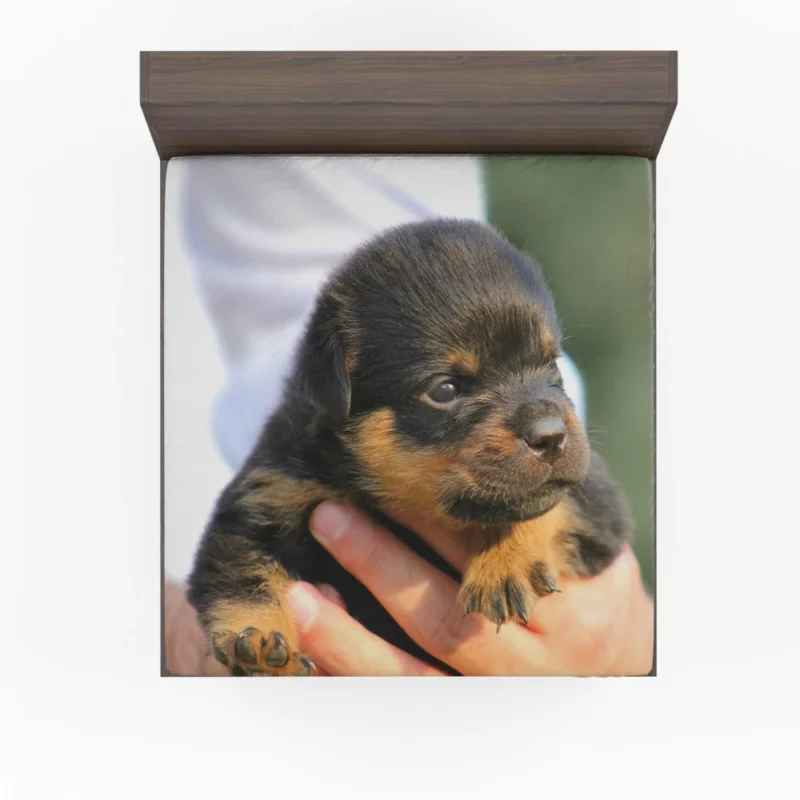 Rottweiler Puppy Canine Charmer Fitted Sheet 1