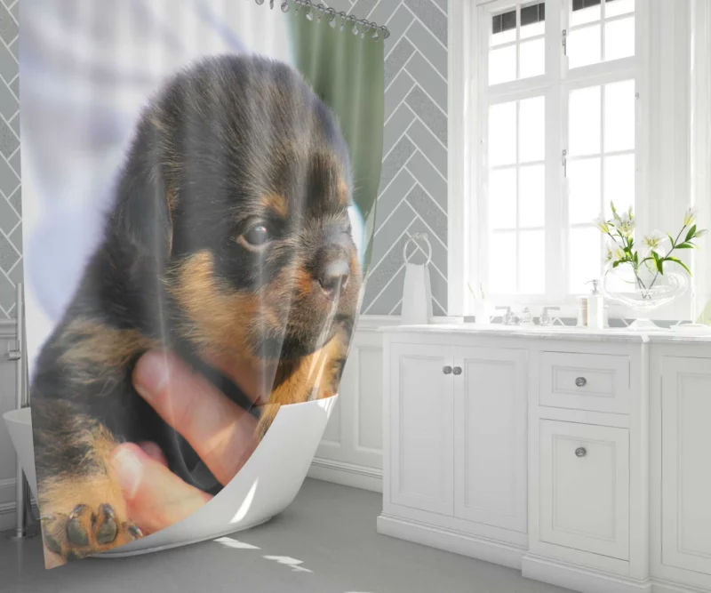 Rottweiler Puppy Canine Charmer Shower Curtain 1