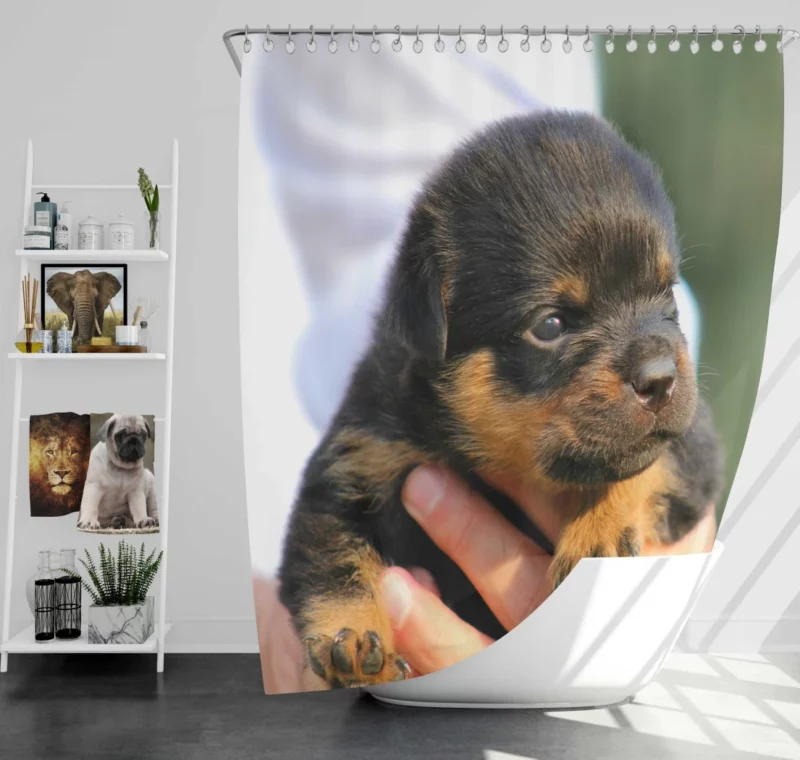 Rottweiler Puppy Canine Charmer Shower Curtain