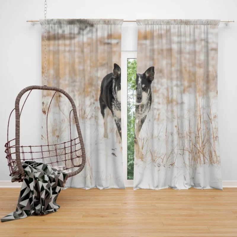 Rottweiler Puppy Playful Charm Curtain