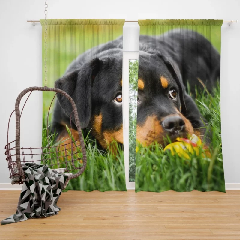 Rottweiler Puppy Playful Energy Curtain