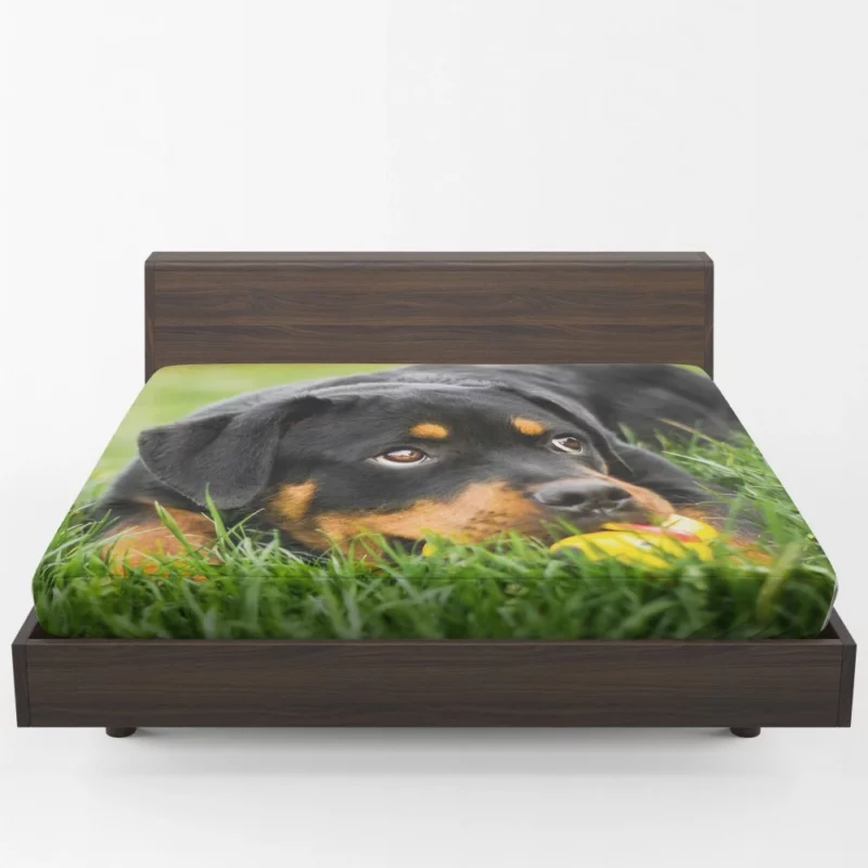 Rottweiler Puppy Playful Energy Fitted Sheet