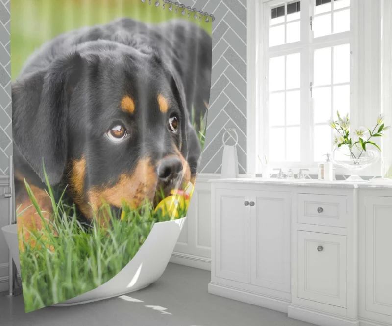 Rottweiler Puppy Playful Energy Shower Curtain 1