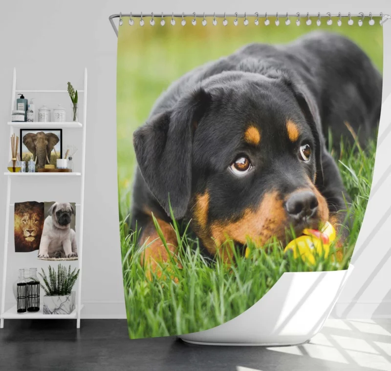 Rottweiler Puppy Playful Energy Shower Curtain