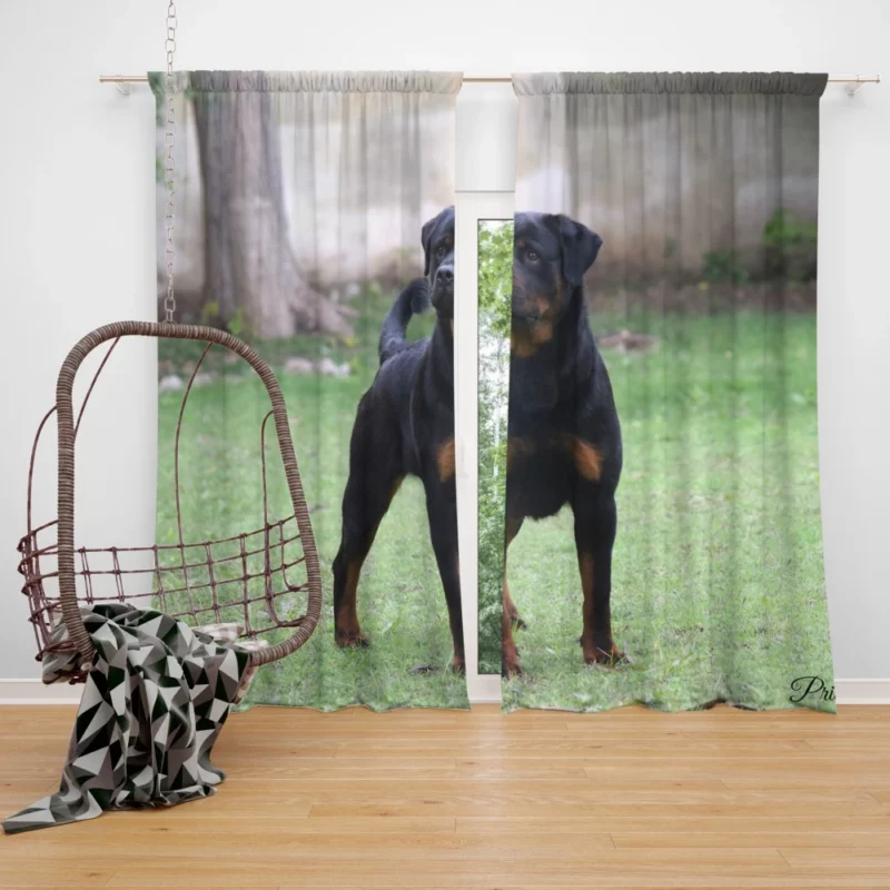 Rottweiler Regal Gaze Loyal Companion Curtain