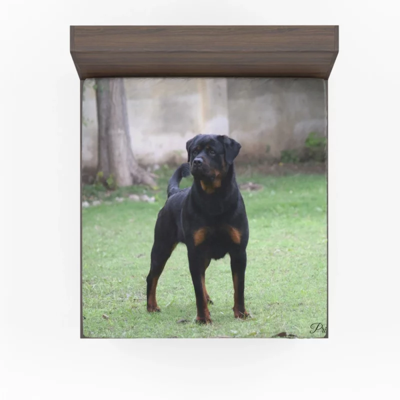 Rottweiler Regal Gaze Loyal Companion Fitted Sheet 1