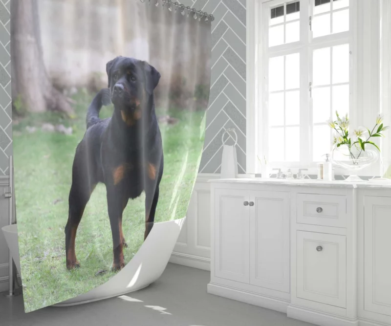 Rottweiler Regal Gaze Loyal Companion Shower Curtain 1