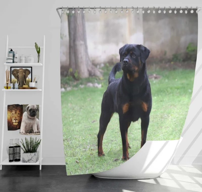 Rottweiler Regal Gaze Loyal Companion Shower Curtain