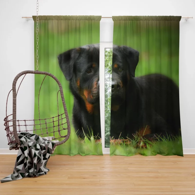 Rottweiler Strength Faithful Guardian Curtain