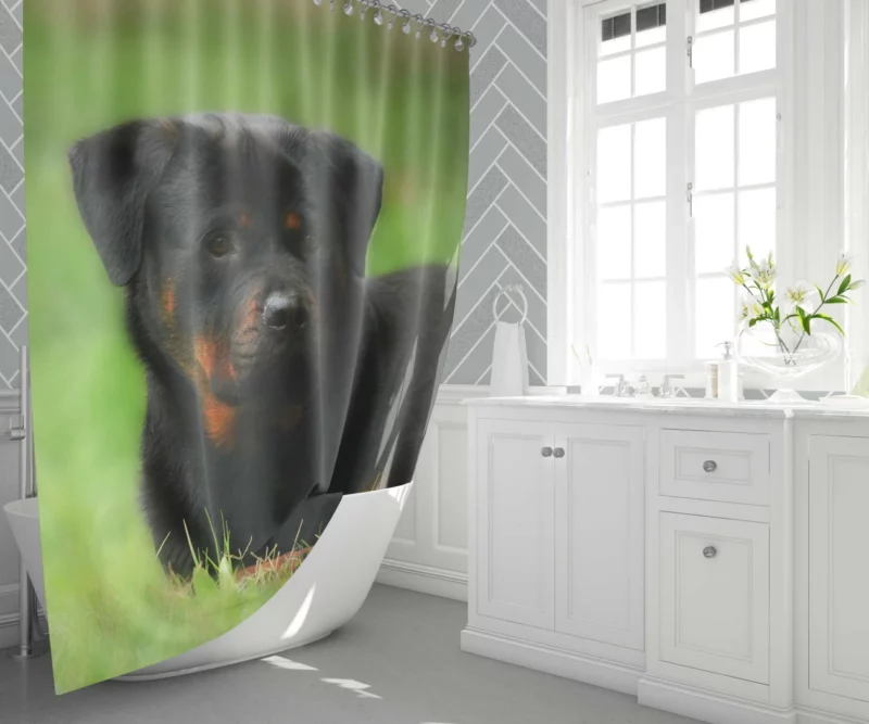 Rottweiler Strength Faithful Guardian Shower Curtain 1