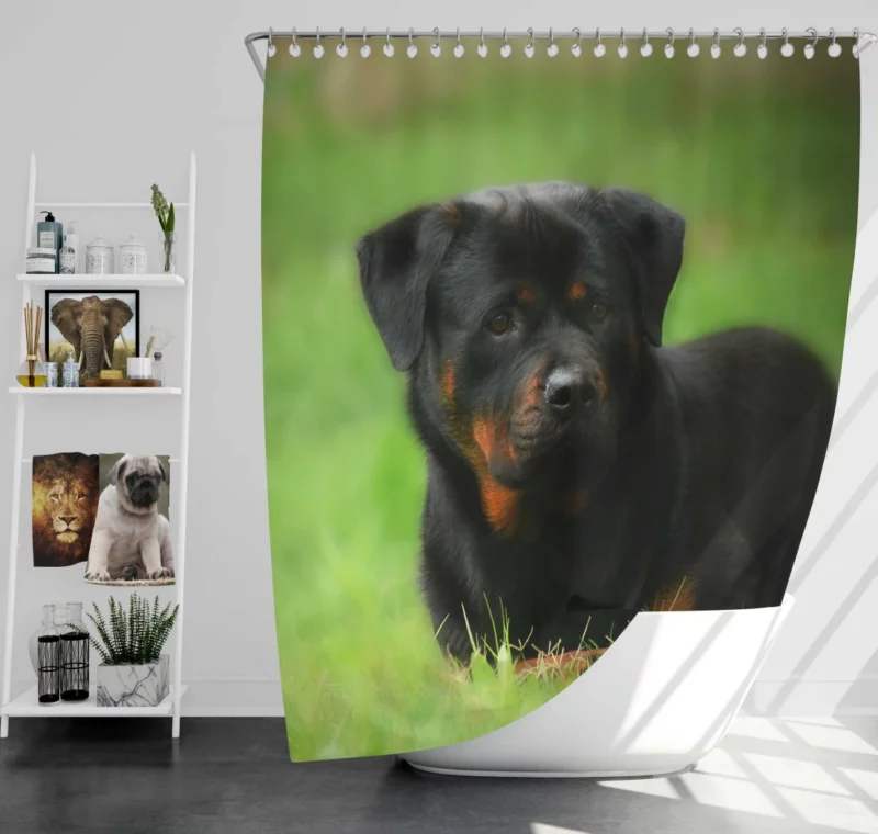 Rottweiler Strength Faithful Guardian Shower Curtain