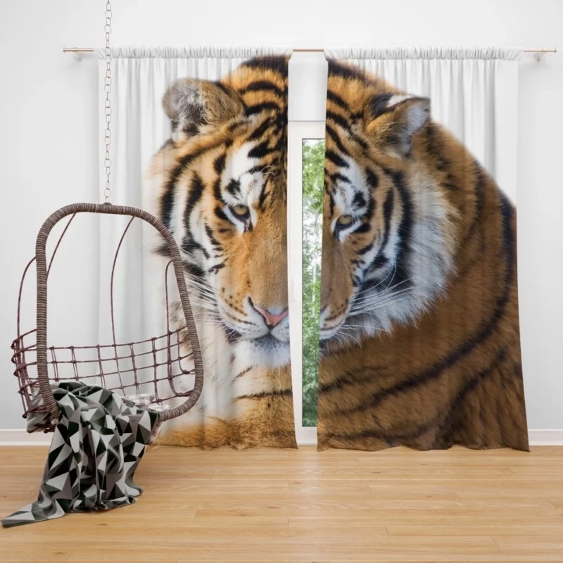 Royal Tiger Roar Majestic Anthem Curtain