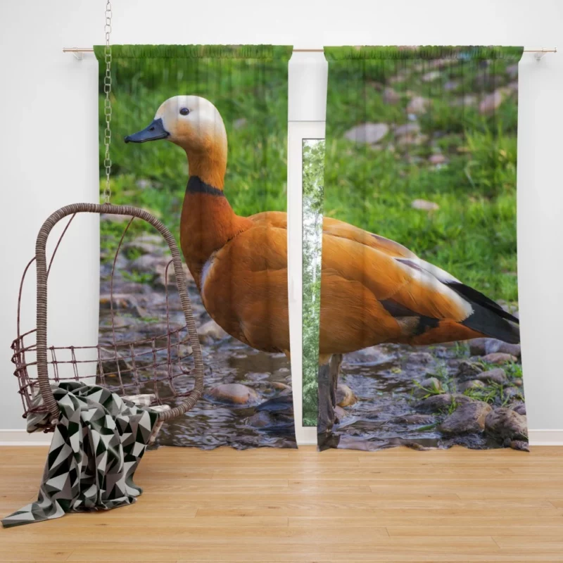 Ruddy Shieldduck Aquatic Charm Exotic Bird Curtain