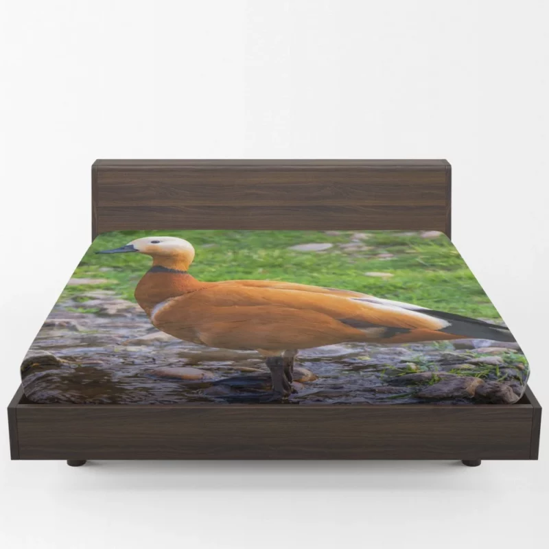 Ruddy Shieldduck Aquatic Charm Exotic Bird Fitted Sheet