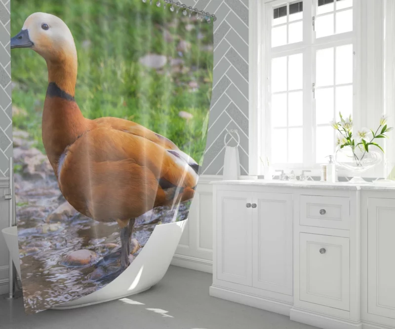 Ruddy Shieldduck Aquatic Charm Exotic Bird Shower Curtain 1