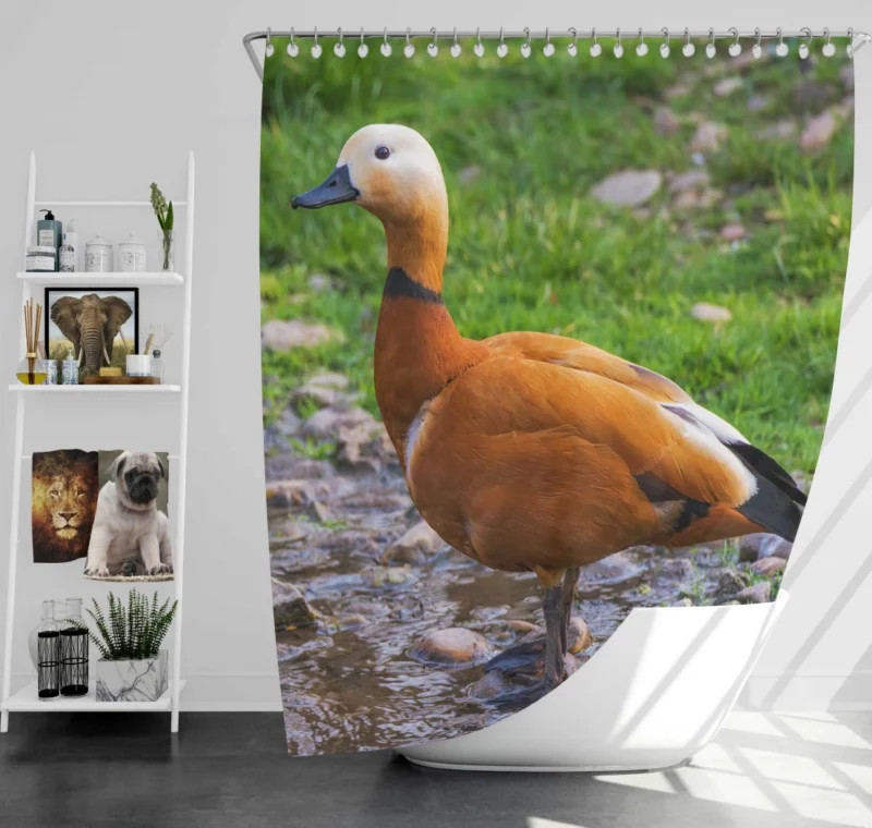 Ruddy Shieldduck Aquatic Charm Exotic Bird Shower Curtain