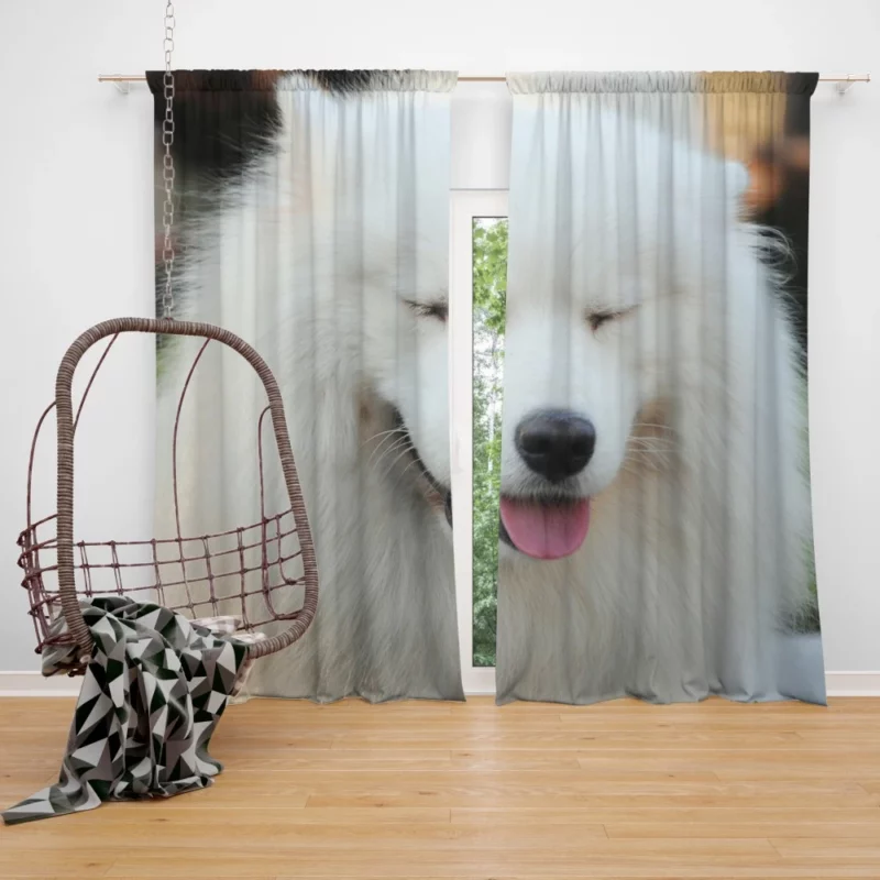 Samoyed Close-Up Fluffy Elegance Curtain