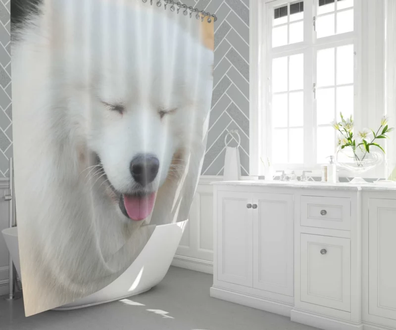 Samoyed Close-Up Fluffy Elegance Shower Curtain 1