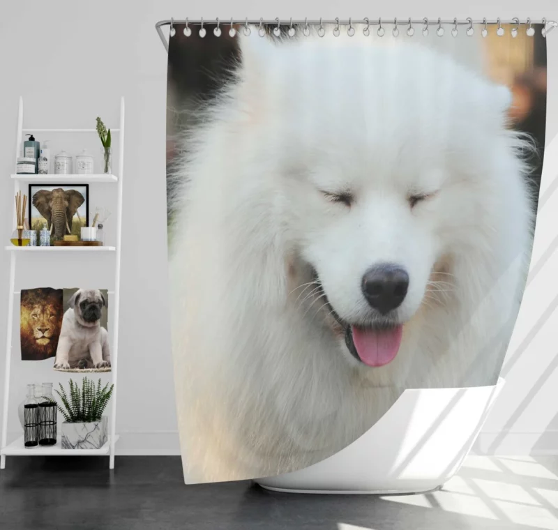 Samoyed Close-Up Fluffy Elegance Shower Curtain