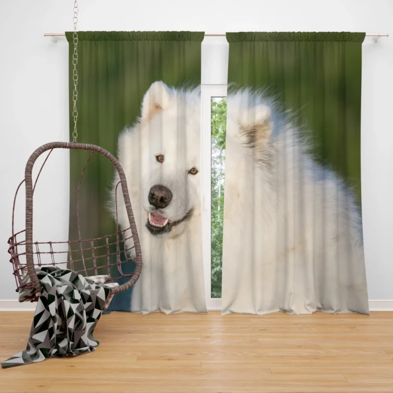 Samoyed Fluffy Grace Canine Elegance Curtain