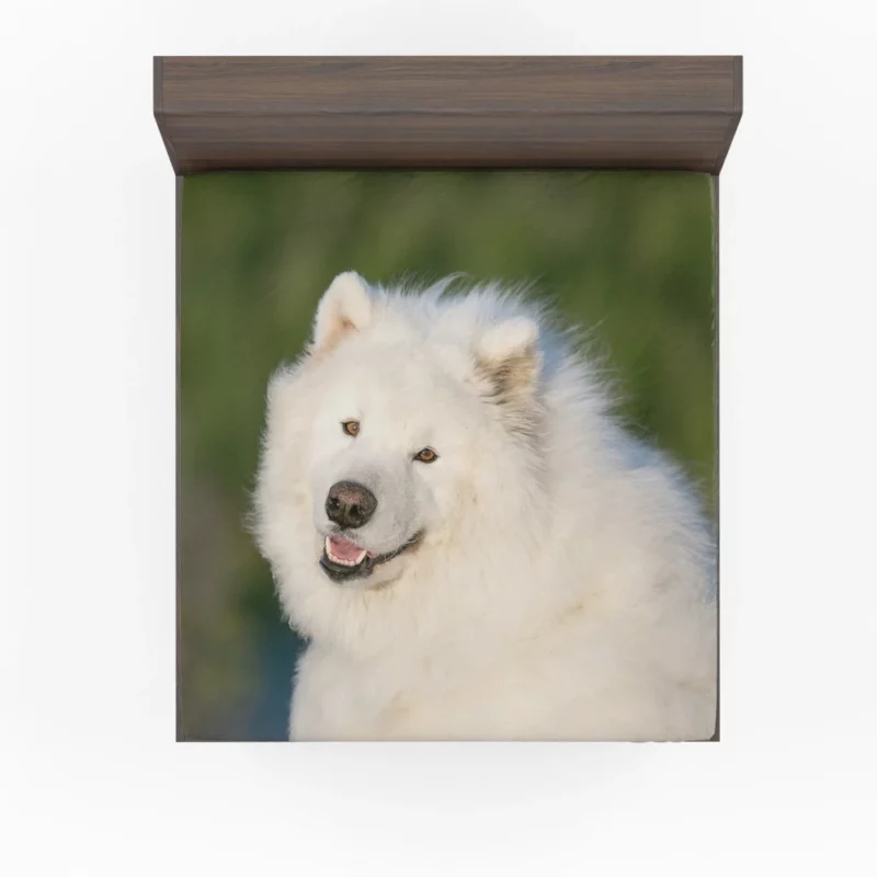 Samoyed Fluffy Grace Canine Elegance Fitted Sheet 1