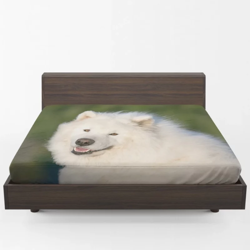 Samoyed Fluffy Grace Canine Elegance Fitted Sheet