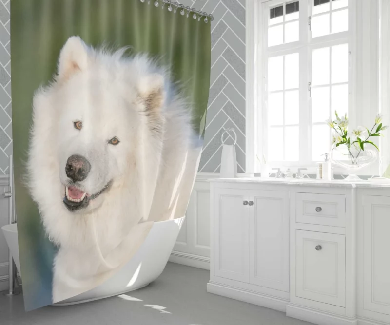 Samoyed Fluffy Grace Canine Elegance Shower Curtain 1