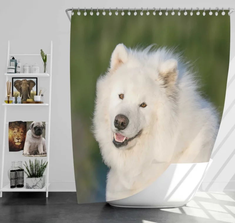 Samoyed Fluffy Grace Canine Elegance Shower Curtain