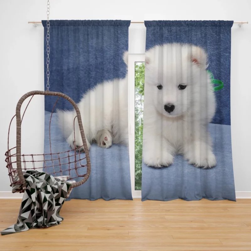 Samoyed Puppy Fluffy Wonder Innocence Curtain